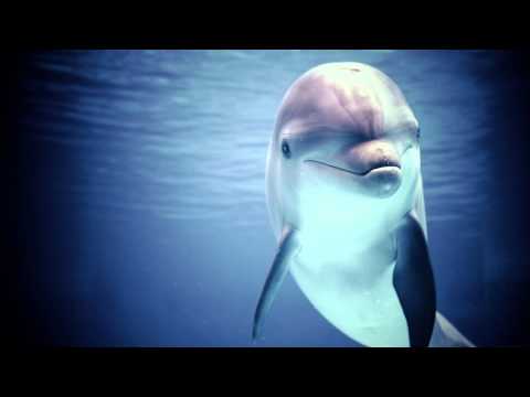 Video: Come si chiama un cucciolo di delfino?