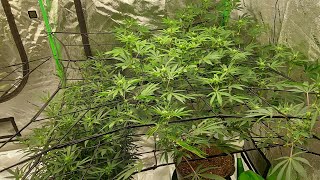 Grow update: Organic, Earth Dust top dressing the Bruce Banner and the 2 Gorilla Glues in the 4×8