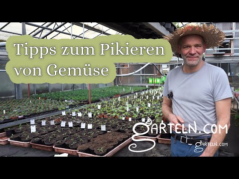 Tipps zum richtigen Pikieren von Gemüse