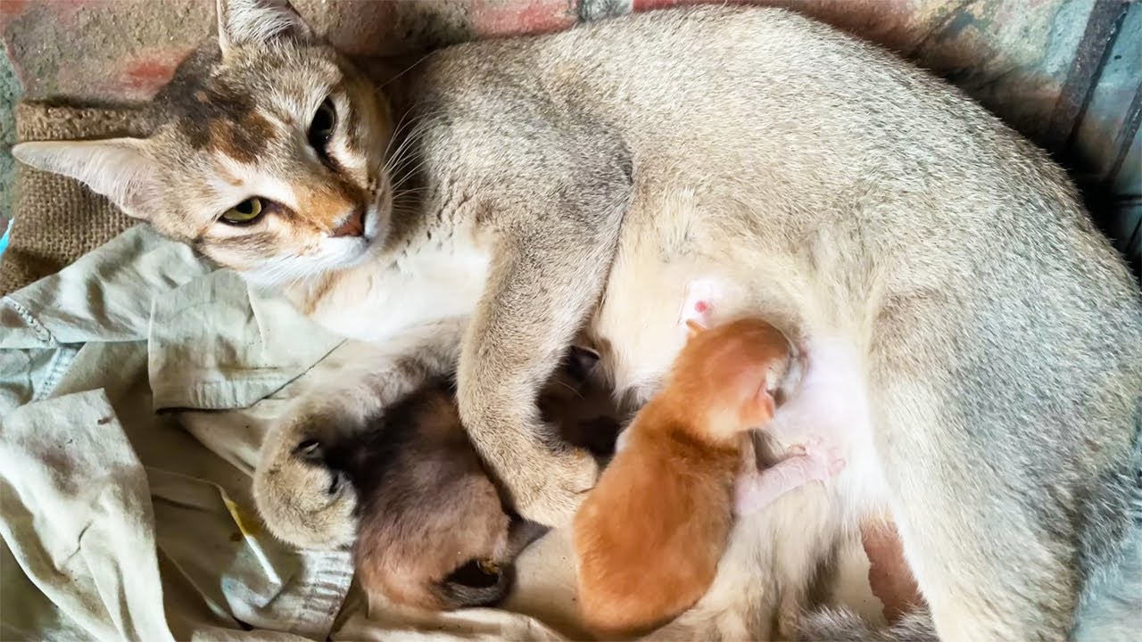 Mother Cat Feeding Her Kitten YouTube