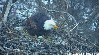 DNR EagleCam - 1st Egg of 2022