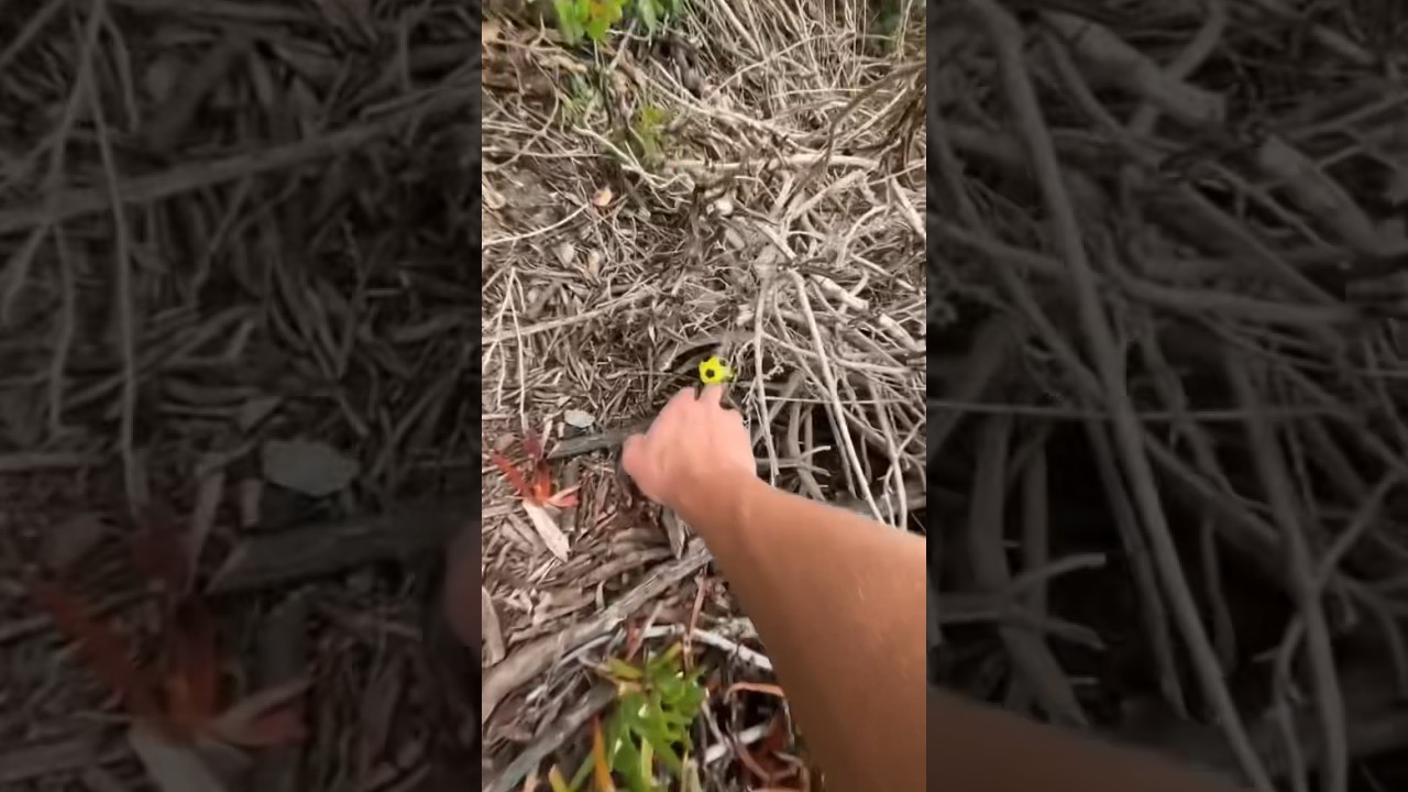 How long do I find golf balls for? YouTube