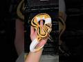 #orangedreamyellowbellypied #pied #piedballpython #ballpython #reptiles #shorts