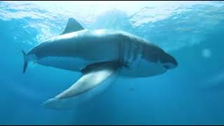 Great White Shark/JAWS  Eats our 360 VR Camera!  Be inside Jaw's mouth  EPIC FOOTAGE!