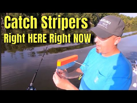 Striped Bass fishing LAKES! Where and How to catch Stripers RIGHT NOW.