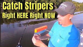 Striped Bass fishing LAKES! Where and How to catch Stripers RIGHT NOW. 