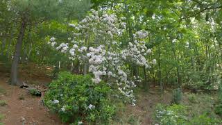 North Carolina Mountain Laurel