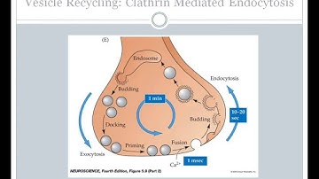 SJSU Neurophysiology -Lecture 6 - Synaptic Transmission