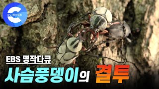 치열한 곤충의 세계! 고슴도치와 멋쟁이딱정벌레, 사슴풍뎅이의 결투