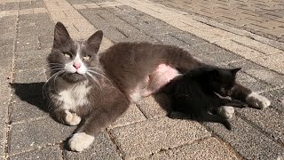 Mother cat carrying her kitten is so hungry