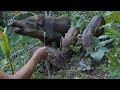 Newborn Wild Boars And Taming Instincts, Survival Instinct, Wilderness Alone, survival, Episode 152