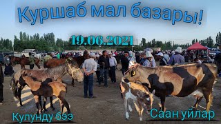 Куршаб мал базары! Саан уйлар| Жылкы базарга эмне болду?? 19.06.2021