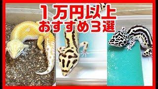 【レオパの相場が分かる】1万円以上で買えるおすすめレオパのモルフ３選