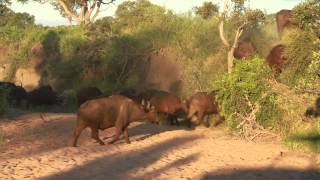 Buffalo herd climbing up steep sand wall