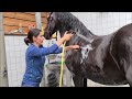 Uniek, don't stand on the hose!. Breastfeeding my son. Horses with foals outside. Friesian Horses