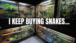 The TRUTH about being ADDICTED to BUYING REPTILES