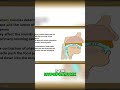 Anatomy of the Pharynx: Structure, Function, and Muscles #shorts