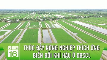 Thúc đẩy nông nghiệp thích ứng biến đổi khí hậu ở ĐBSCL | VTC16