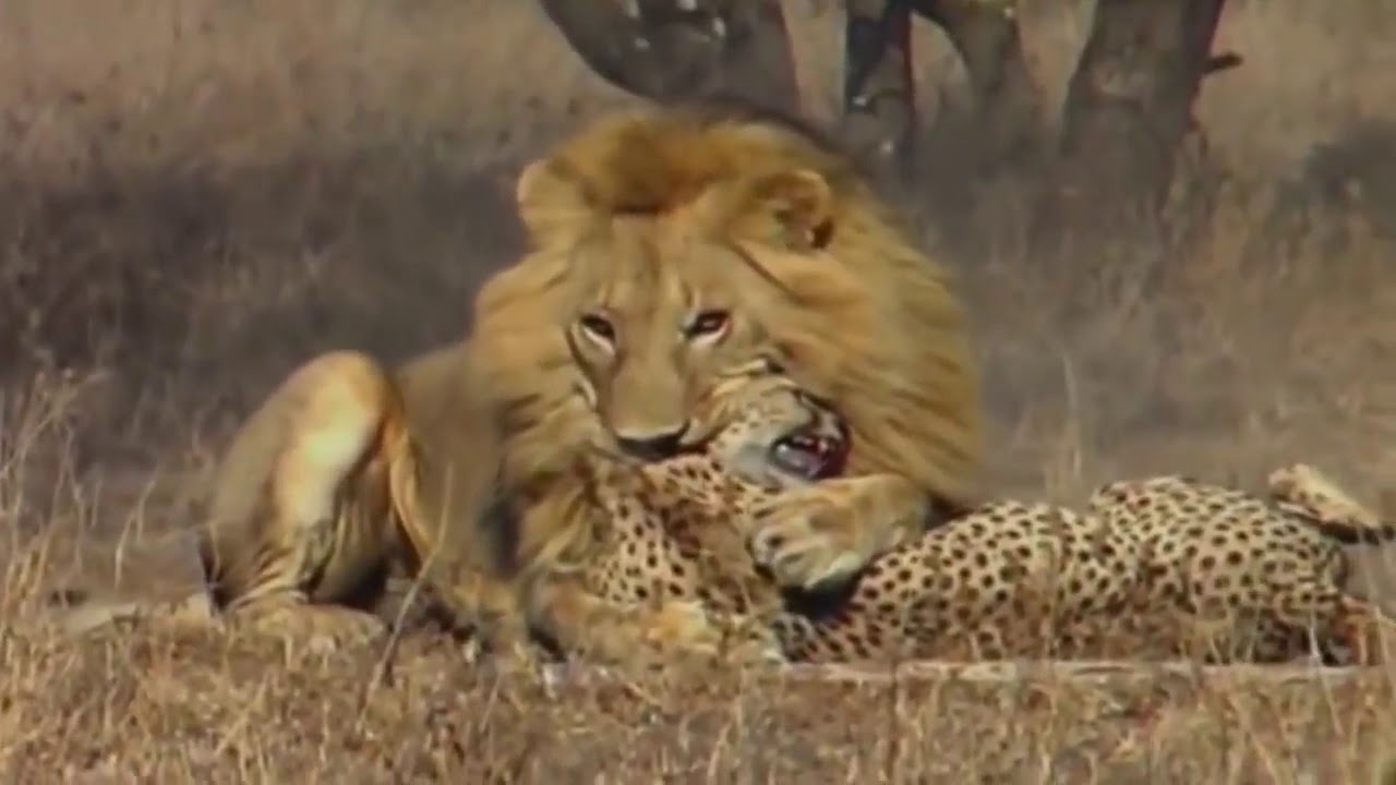 Amazing Lion Vs Cheetah - YouTube