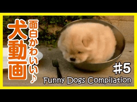 面白わんちゃん 爆笑 おもしろかわいい犬動画まとめ5 Funny Dogs Youtube