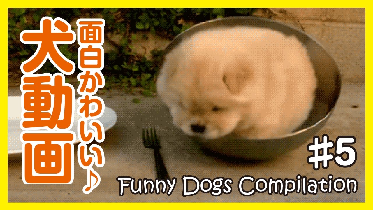 面白わんちゃん 爆笑 おもしろかわいい犬動画まとめ5 Funny Dogs Youtube
