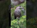 Spotted Nutcracker #nature #birds #naturelovers