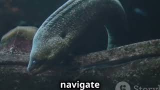 ⚡Shocking Electric Eel Facts You Didn't Know!🌱🌱🌿🍀🌿