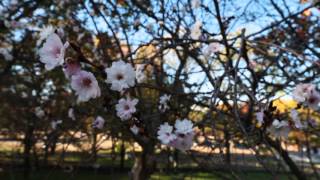 万博記念公園の十月桜と紅葉