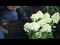How to plant hydrangeas