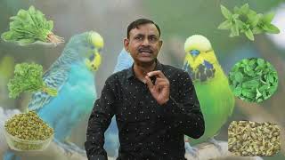 बारिश  के इस मौसम में Budgerigar Birds को soft food खाने में क्या दे || soft food for Budgerigar screenshot 5