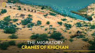 The Migratory Cranes of Khichan | India from Above | National Geographic