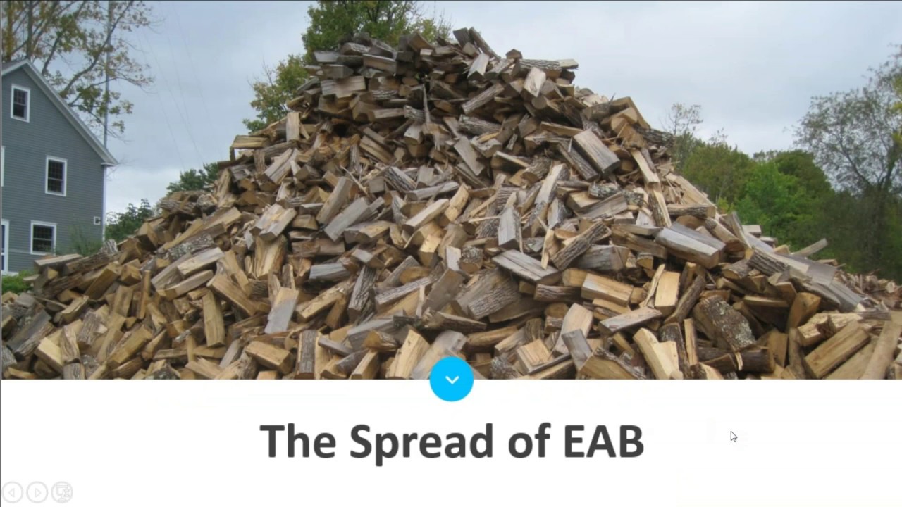 EAB Information for Solid Waste and Composting Facilities - YouTube
