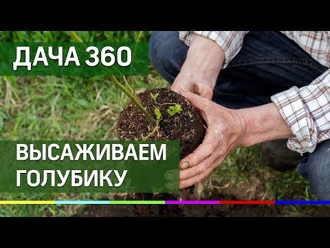 Высаживаем голубику - ДАЧА 360