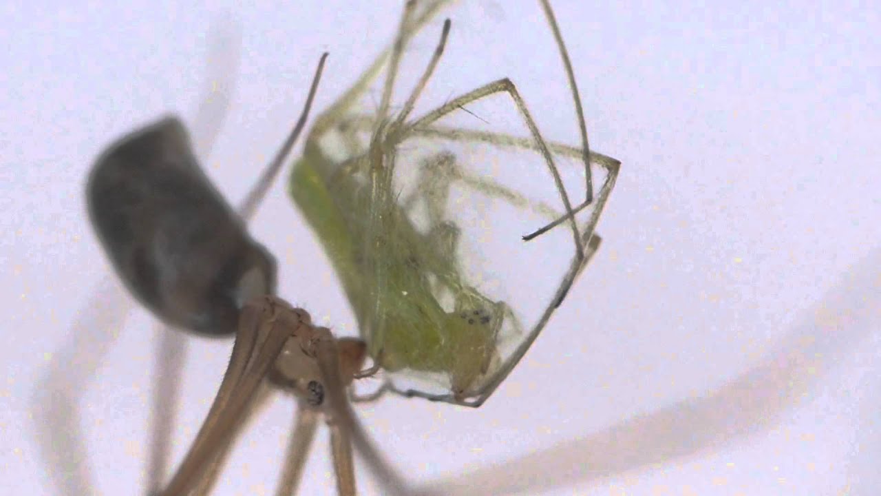 Cellar Spider Dining イエユウレイグモ 蜘蛛 の食事 Youtube