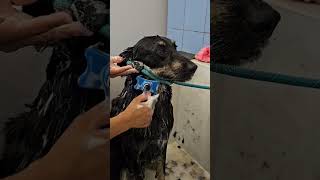 Shelter dog's inner voice while being bathed #petrescue #dog #grooming