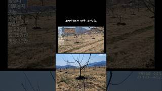답834평,자두140그루#초동면#밀양제일공이중개사