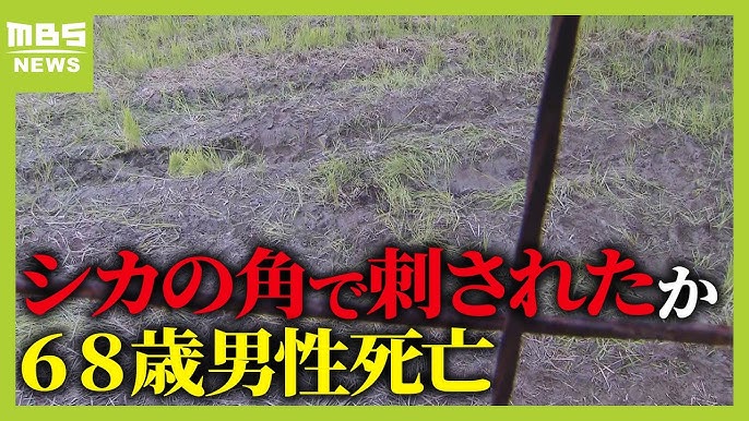 シカの角に刺されたか…田んぼで草刈中の６８男性が胸から血を流して死亡　京都福知山市（2024年10月10日）