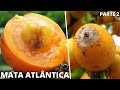 10 Frutas BRASILEIRAS Nativas da MATA ATLÂNTICA Que Vão Te Surpreender (Parte 2)