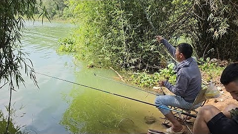 Câu đài tự nhiên trở lại bãi câu cá bụi tre đồng trường hồ trị an mùa cá rô phi | fishing