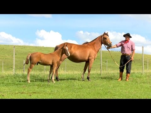 Lote 18 - Posteiro Unistalda