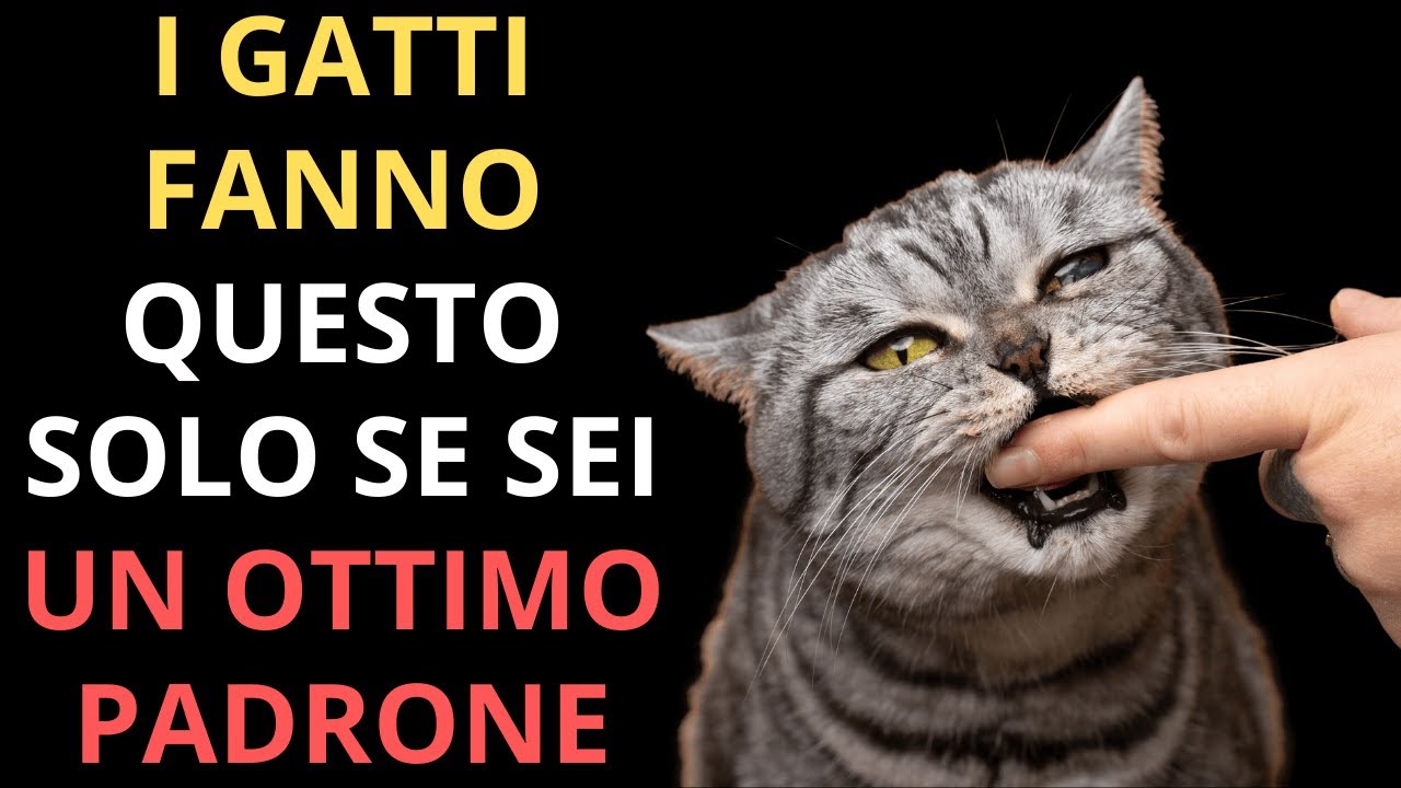 7 cose che i gatti fanno solo quando vivono la loro vita migliore