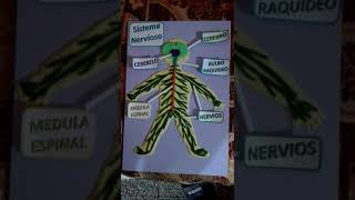 MODEL OF THE NERVOUS SYSTEM