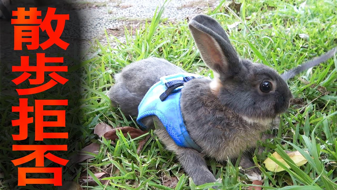 レタスが初めての散歩を拒否しました【ウサギ】
