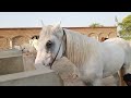 Top Quality Horse Breeding | Learn the Right Method || Omg Beautiful ❤️❤️ Horse Power