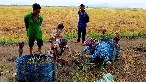 Bẫy Chuột Theo Đường Mòn Dính Luôn Cả Rắn #vợchồngmiềntâytv