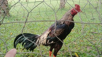 qaib phab mab xam ntau la loj