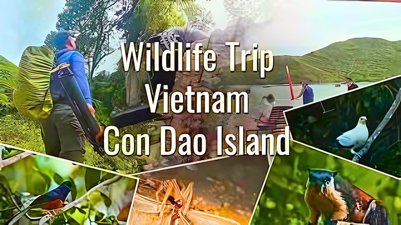 Wildlife Trip To Vietnam Con Dao Island & Vo Thi Sau sacredness | Part 4