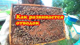 КАК РАЗВИВАЮТСЯ ОТВОДКИ НА НЕПЛОДНЫХ МАТОК ВО ВТОРОМ КОРПУСЕ ПОД СПЛОШНОЙ ПЕРЕГОРОДКОЙ