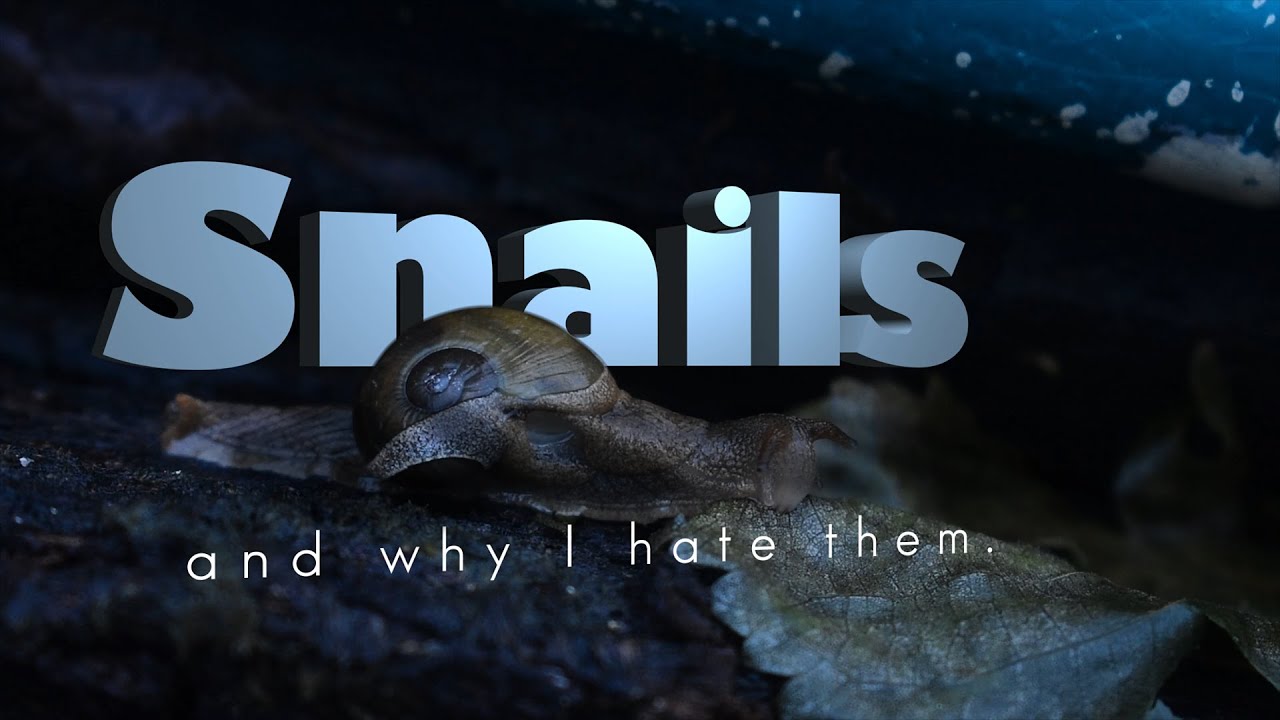 SNAILS A Documentary on why I hate them. YouTube