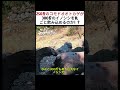 250斤のコモドオオトカゲが 300斤のイノシシを丸ごと飲み込めるのか!? #コモドオオトカゲ #巨大イノシシ #野生の闘い #捕食者対獲物 #動物のサバイバル